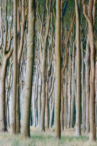 Beech tree in forest at dawn, Ghost Forest (Gespensterwald), Nienhagen, Baltic Sea, Western Pomerania, Mecklenburg-Vorpommern, Germany Beech tree in forest at dawn, Ghost Forest (Gespensterwald), Nienhagen, Baltic Sea, Western Pomerania, Mecklenburg-Vorpommern, Germany